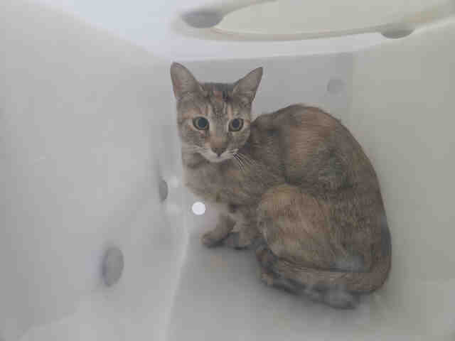 Shelter Stray Female Cat last seen , 2481 Palomar Airport Rd, Carlsbad, CA 92011, USA