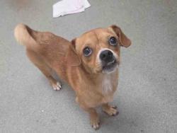 Shelter Stray Male Dog last seen , 2481 Palomar Airport Rd, Carlsbad, CA 92011, USA