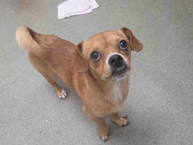 Shelter Stray Male Dog last seen , 2481 Palomar Airport Rd, Carlsbad, CA 92011, USA