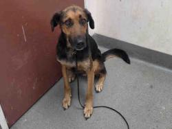 Shelter Stray Male Dog last seen , 2481 Palomar Airport Rd, Carlsbad, CA 92011, USA