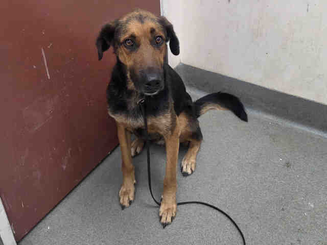 Shelter Stray Male Dog last seen , 2481 Palomar Airport Rd, Carlsbad, CA 92011, USA