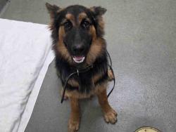 Shelter Stray Male Dog last seen , 2481 Palomar Airport Rd, Carlsbad, CA 92011, USA