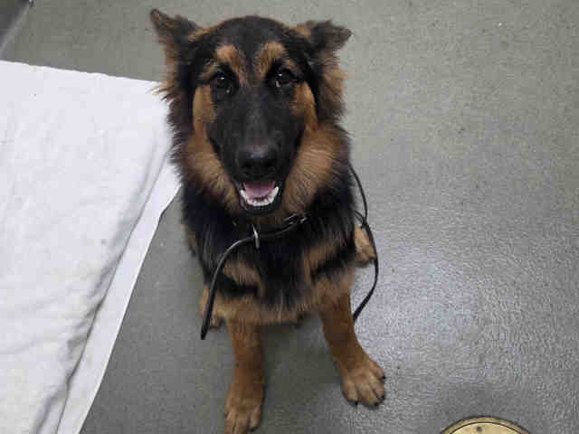 Shelter Stray Male Dog last seen , 2481 Palomar Airport Rd, Carlsbad, CA 92011, USA