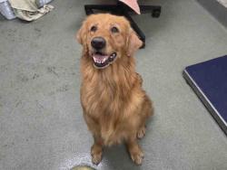 Shelter Stray Female Dog last seen , 2481 Palomar Airport Rd, Carlsbad, CA 92011, USA
