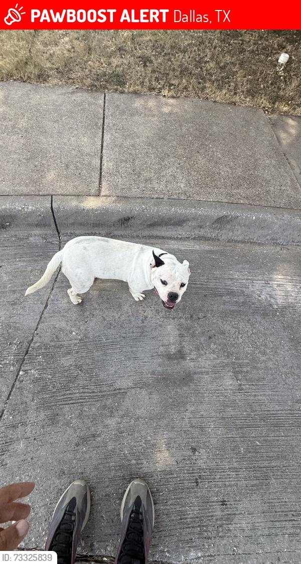 Lost Male Dog last seen Abuelo court, Dallas, TX 75211