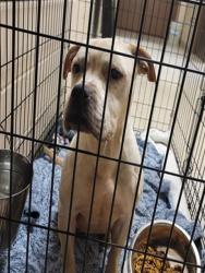 Shelter Stray Female Dog last seen Near BLOCK WAGNER AVE, 10521 Baur Blvd, Olivette, MO 63132, USA