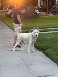 Found/Stray Male Dog last seen 25th & D St San Bernardino, CA, San Bernardino, CA 92405