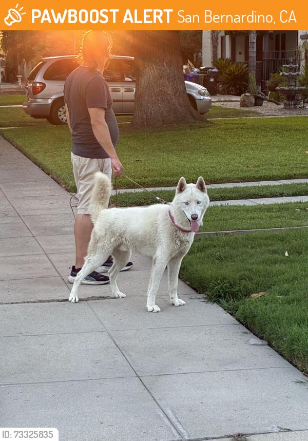 Found/Stray Male Dog last seen 25th & D St San Bernardino, CA, San Bernardino, CA 92405