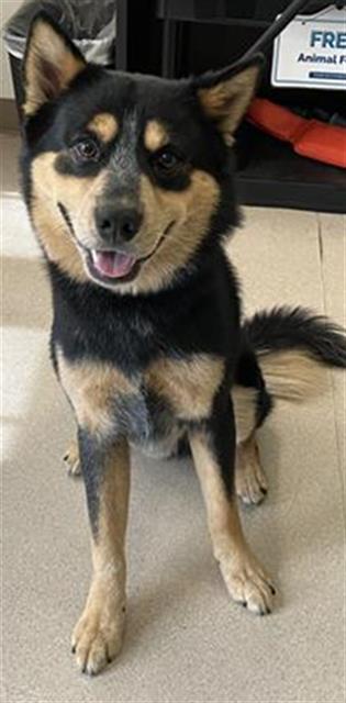Shelter Stray Male Dog last seen Near BLK PINE AVE, LB 90813, 7700 E Spring St, Long Beach, CA 90815, USA