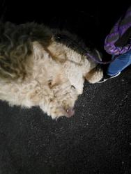 Found/Stray Unknown Dog last seen Marbach Lane, San Antonio, TX 78266