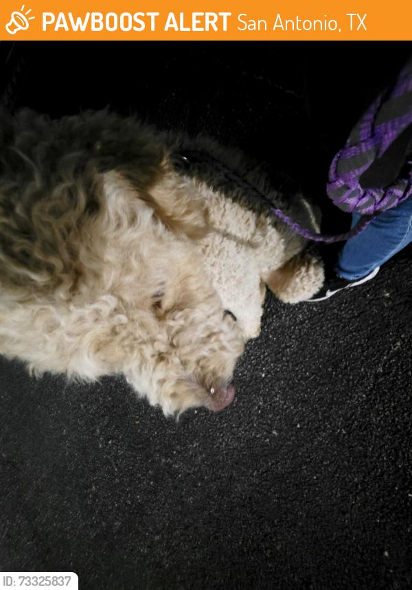Found/Stray Unknown Dog last seen Marbach Lane, San Antonio, TX 78266