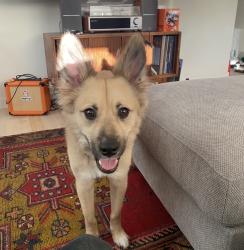 Reunited Male Dog last seen Hollywood Max Station, Portland, OR 97232