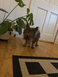Reunited Male Dog last seen Pelican Terrace and Indian River Drive, Jensen Beach, FL 34957