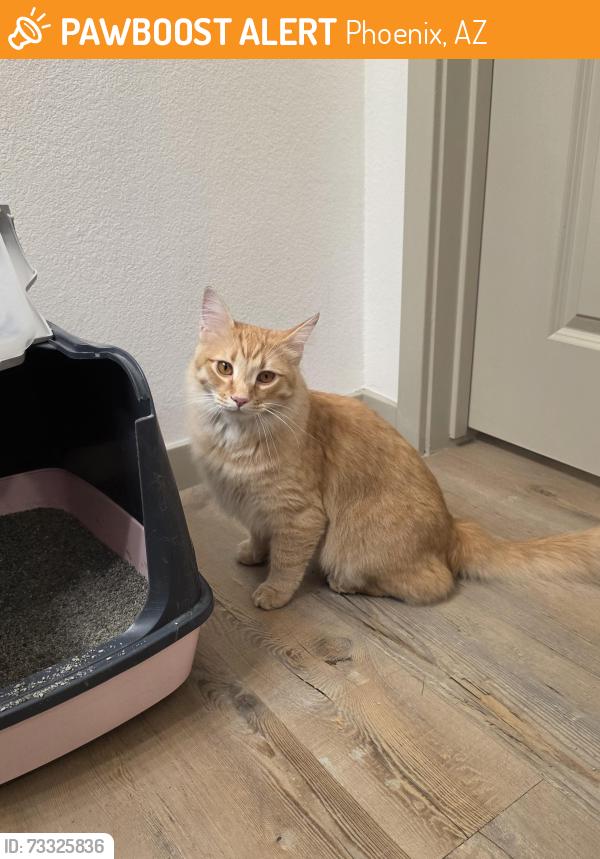 Found/Stray Female Cat last seen Found in apmt complex in Laveen. 35th Ave. and Dobbins., Phoenix, AZ 85041