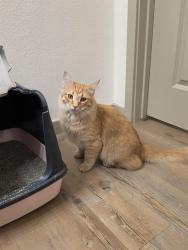Found/Stray Female Cat last seen Found in apmt complex in Laveen. 35th Ave. and Dobbins., Phoenix, AZ 85041