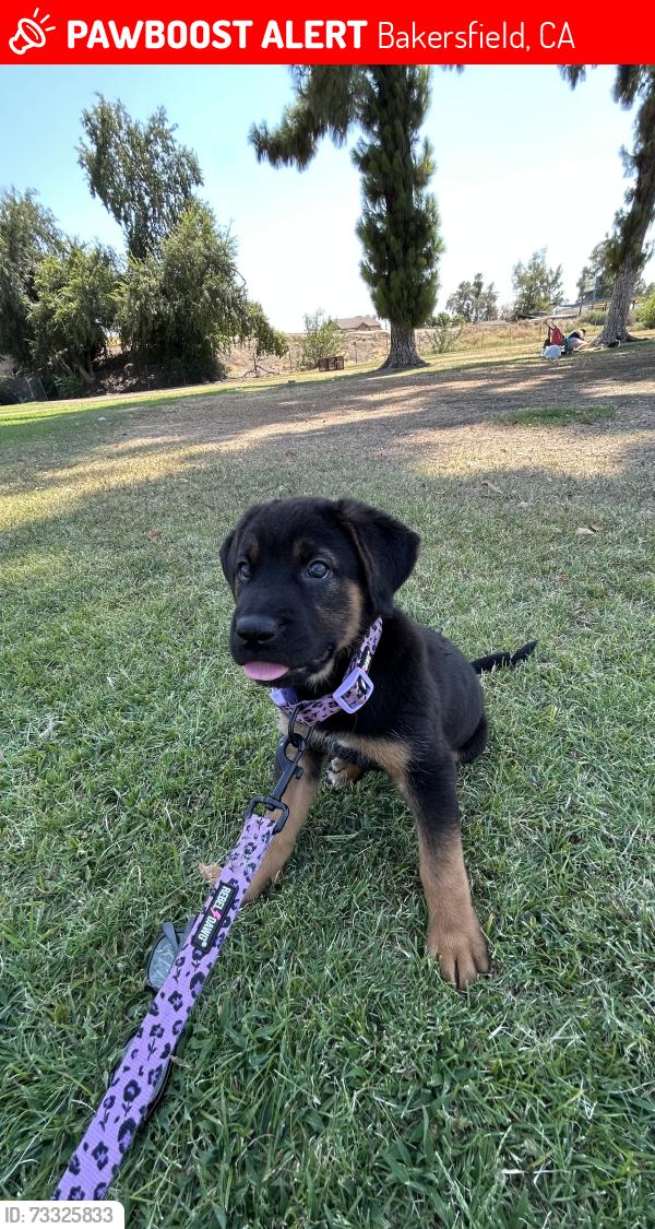Lost Female Dog last seen 31Q st st, Bakersfield, CA 93301
