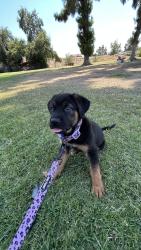 Lost Female Dog last seen 31Q st st, Bakersfield, CA 93301
