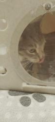 Shelter Stray Female Cat last seen , 957 N Gaffey St, San Pedro, CA 90731, USA