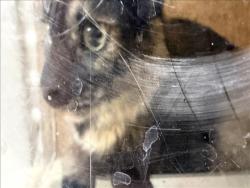 Shelter Stray Female Cat last seen , 957 N Gaffey St, San Pedro, CA 90731, USA