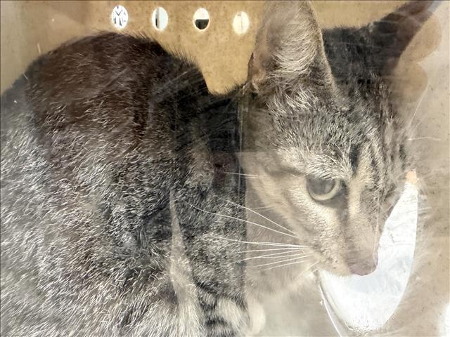 Shelter Stray Unknown Cat last seen , 957 N Gaffey St, San Pedro, CA 90731, USA