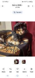Lost Female Cat last seen Rockbridge and Jamestown, Sacramento, CA 95815