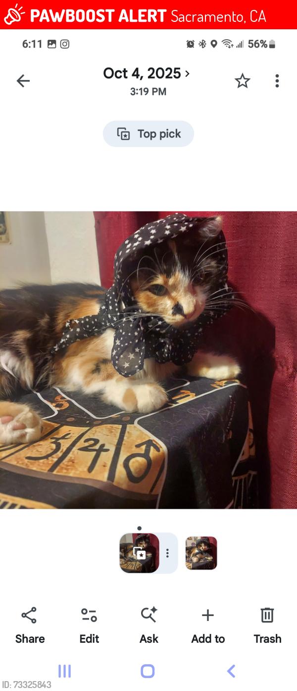 Lost Female Cat last seen Rockbridge and Jamestown, Sacramento, CA 95815