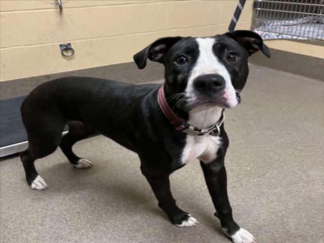 Shelter Stray Female Dog last seen Near BLOCK W DALLAS ST, WICHITA KS 67215, 3303 N Hillside St, Wichita, KS 67219, USA