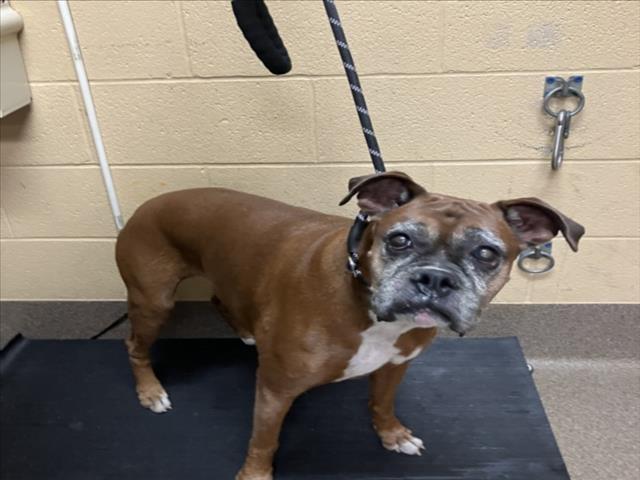 Shelter Stray Female Dog last seen Near BLOCK W DALLAS ST, WICHITA KS 67215, 3303 N Hillside St, Wichita, KS 67219, USA
