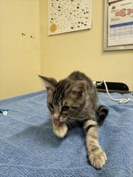 Shelter Stray Male Cat last seen Near BLOCK STEVENSON BLVD, 1950 Stevenson Blvd, Fremont, CA 94538, USA