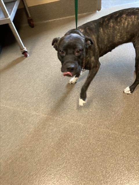 Shelter Stray Female Dog last seen Near BLOCK N OLIVER AVE, WICHITA KS 67208, 3303 N Hillside St, Wichita, KS 67219, USA