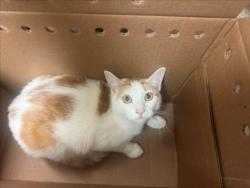 Shelter Stray Unknown Cat last seen Near BLOCK S GREENWOOD AVE, WICHITA KS 67211, 3303 N Hillside St, Wichita, KS 67219, USA