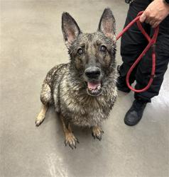 Shelter Stray Female Dog last seen N 39TH AVE AND W BERRIDGE LN, 2500 S 27th Ave, Phoenix, AZ 85009, USA