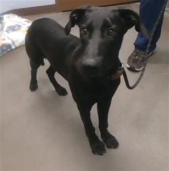 Shelter Stray Female Dog last seen 67TH AVE ADN MCDOWELL RD, 2500 S 27th Ave, Phoenix, AZ 85009, USA
