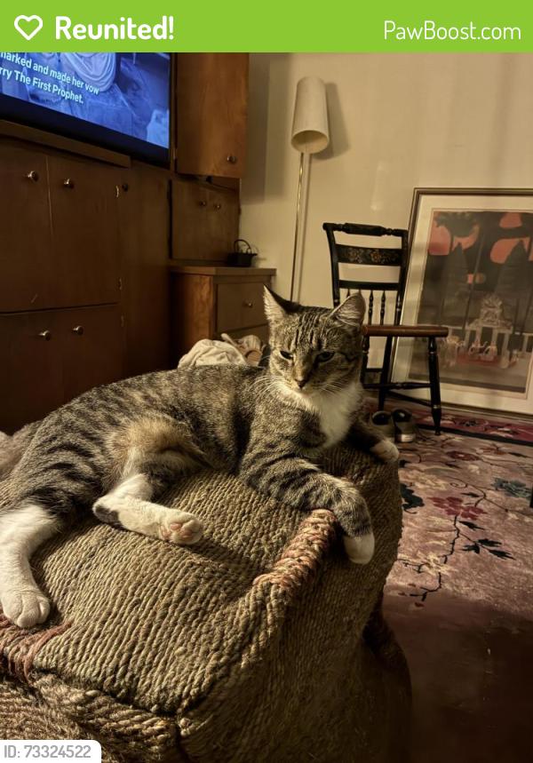 Reunited Female Cat last seen Eighth Street near sacred heart church, Williams, CA 95987