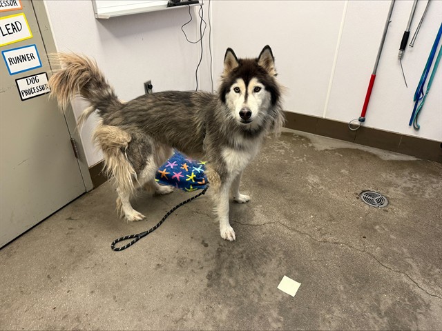 Shelter Stray Female Dog last seen , 4000 N Silverbell Rd, Tucson, AZ 85745, USA