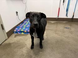 Shelter Stray Male Dog last seen , 4000 N Silverbell Rd, Tucson, AZ 85745, USA
