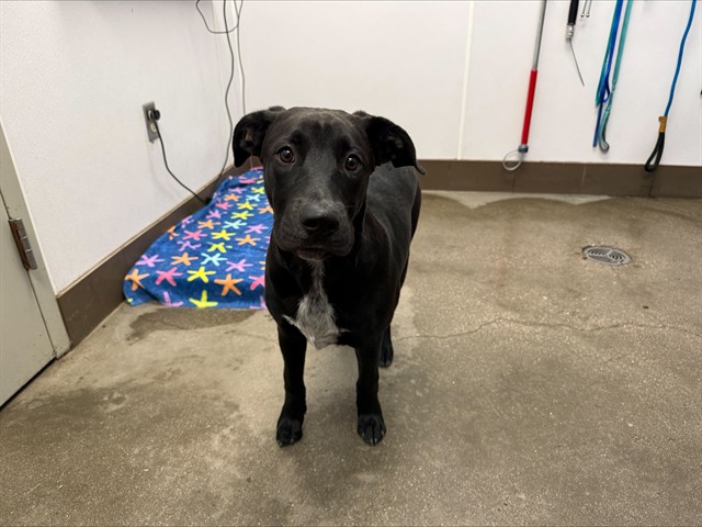 Shelter Stray Male Dog last seen , 4000 N Silverbell Rd, Tucson, AZ 85745, USA