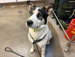 Shelter Stray Male Dog last seen , 4000 N Silverbell Rd, Tucson, AZ 85745, USA