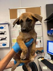 Shelter Stray Female Dog last seen , 4000 N Silverbell Rd, Tucson, AZ 85745, USA