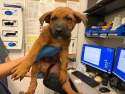 Shelter Stray Male Dog last seen , 4000 N Silverbell Rd, Tucson, AZ 85745, USA