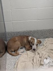 Shelter Stray Male Dog last seen , 4000 N Silverbell Rd, Tucson, AZ 85745, USA