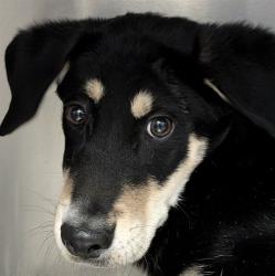 Shelter Stray Male Dog last seen , 4000 N Silverbell Rd, Tucson, AZ 85745, USA