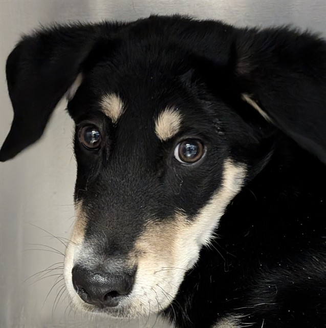 Shelter Stray Male Dog last seen , 4000 N Silverbell Rd, Tucson, AZ 85745, USA