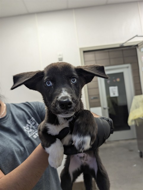Shelter Stray Male Dog last seen , 4000 N Silverbell Rd, Tucson, AZ 85745, USA