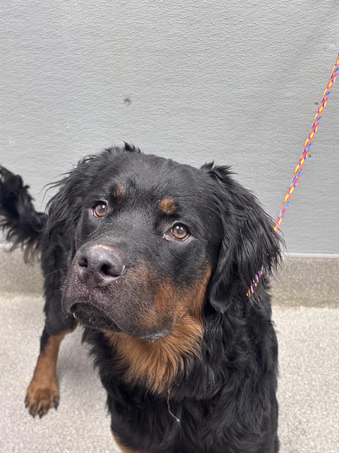Shelter Stray Male Dog last seen , 655 N Mojave Rd, Las Vegas, NV 89101, USA
