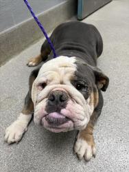 Shelter Stray Female Dog last seen Near BLOCK DIAZO ST, NORTH LAS VEGAS NV 89031, 655 N Mojave Rd, Las Vegas, NV 89101, USA