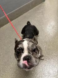 Shelter Stray Male Dog last seen 5700BLK WHALE ROCK ST, 655 N Mojave Rd, Las Vegas, NV 89101, USA