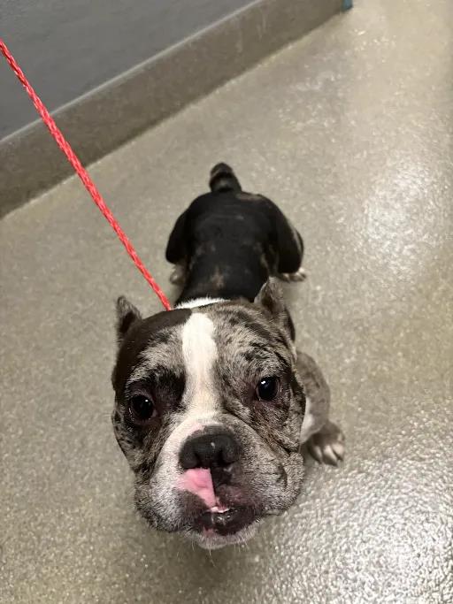Shelter Stray Male Dog last seen 5700BLK WHALE ROCK ST, 655 N Mojave Rd, Las Vegas, NV 89101, USA