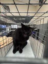 Shelter Stray Unknown Cat last seen E CHEYENNE AVE & CIVIC CENTER DR, 655 N Mojave Rd, Las Vegas, NV 89101, USA
