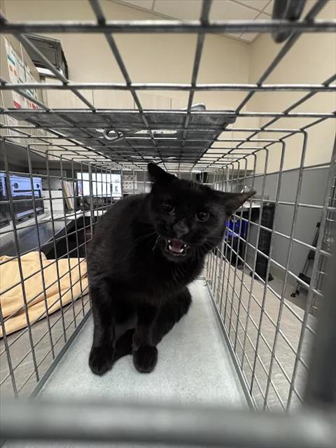 Shelter Stray Unknown Cat last seen E CHEYENNE AVE & CIVIC CENTER DR, 655 N Mojave Rd, Las Vegas, NV 89101, USA